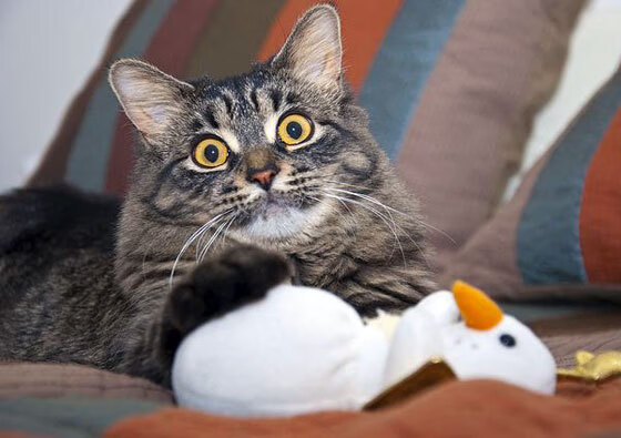 多特蒙德高位逼抢打出压制力,多特蒙德战术打法