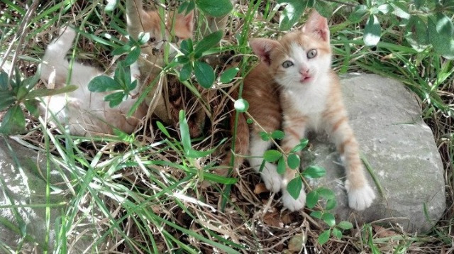 女子200自赛场美队强势包夹澳洲