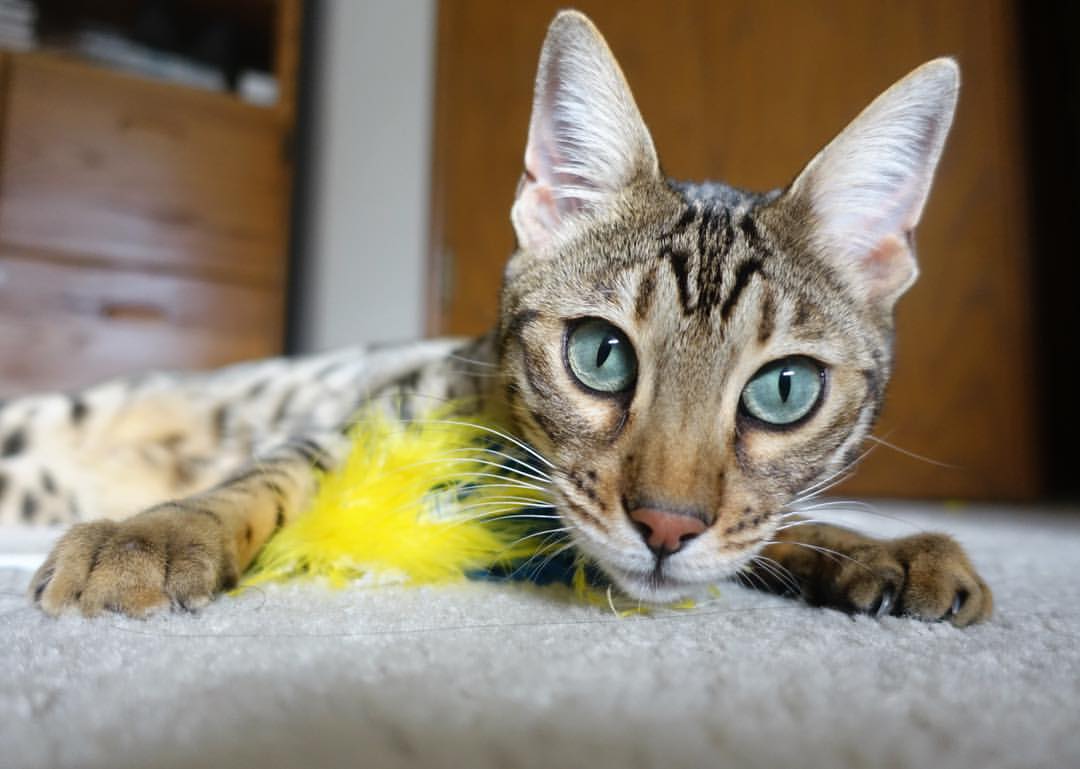 新星爆发是否为豪门球队创造转会资本，新星足球怎么转会