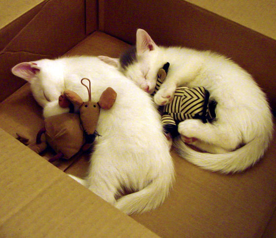 残奥会筹备工作有序推进,开展残奥会的意义