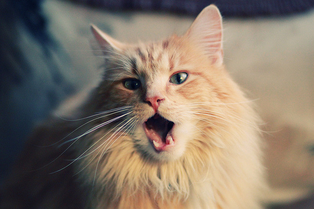 那不勒斯注重节奏掌控主导比赛走势,那不勒斯足球新闻懂球帝