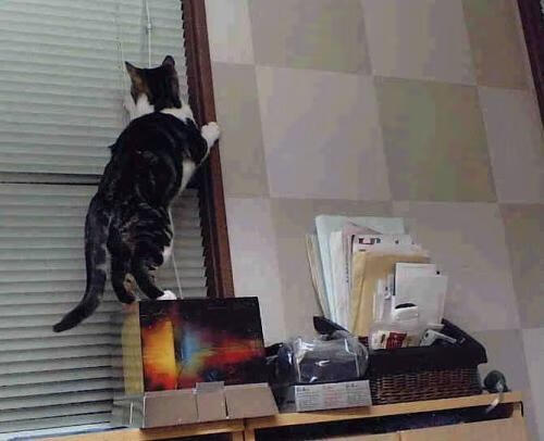 CBA俱乐部推动球员文化建设强化团队凝聚力,cba俱乐部工作人员